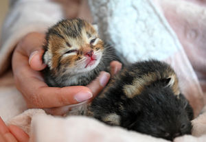 One of the kittens sadly died, but the other four are safe and sound