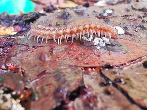 One of the finalists in the competition