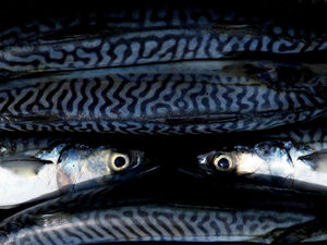 Supporting image for story: Parkes nets a record plus a cash bonus