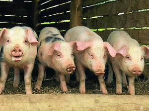 Supporting image for story: Shropshire farmers back call for more local food