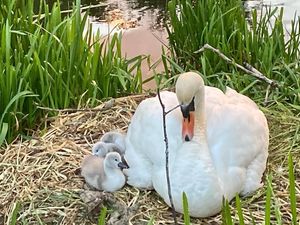 Supporting image for story: Cute cygnets born at Whittington Castle