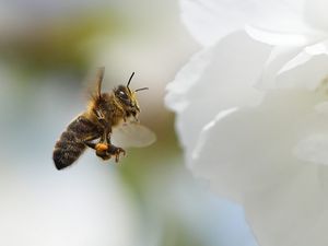 Supporting image for story: Bee attack in French town leaves 24 injured