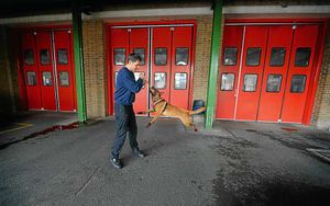 Canine capers – Matt playing with Kai after training