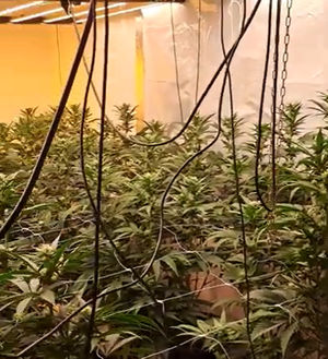 Around 70 plants were discovered across two floors of the property