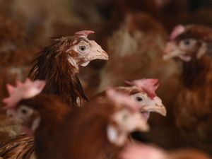 Supporting image for story: Bird flu warnings prompt fears for Christmas dinner turkey shortage as farmers told to ‘prepare for the worst’