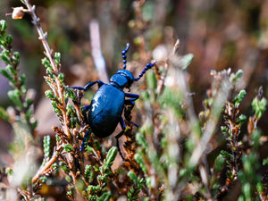 Supporting image for story: Rare beetle population increasing at National Trust site