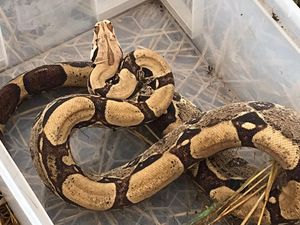 Supporting image for story: Fears snakes have been dumped after second boa constrictor found near Shropshire village