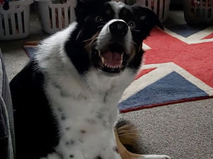 Supporting image for story: 'He's definitely the smartest dog now' says owner of border collie famed for knowing the names of all his toys