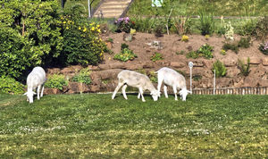 The sheep by the first tee - picture Angela Garbett
