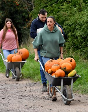 Pumpkin picking at Little Wytheford Farm, near Shawbury. Photo: Tim Thursfield