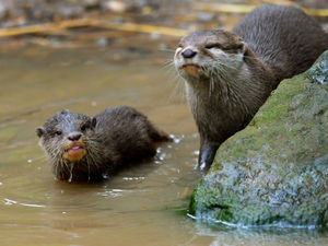 Supporting image for story: Peter Rhodes on dear beer, profitable peanuts and 'orrible otters