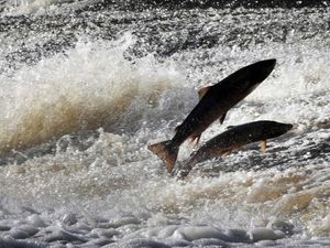 Supporting image for story: Fishermen fined thousands of pounds for killing salmon in Wales