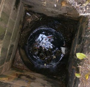 The ducklings at the bottom of the drain