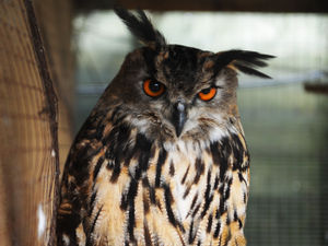 Supporting image for story: Appeal to find owner of abandoned eagle owl