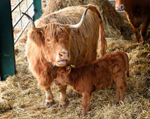 A new week old Highland calf has been born at Lower Drayton Farm, Penkridge, which visitors can now go and see