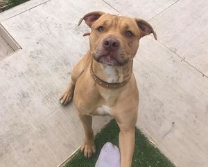 Rico was returned home to his family on Friday. Photo: Hosea Stewart