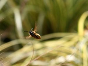 Supporting image for story: Tropical wasps babysit for neighbouring nests, researchers find