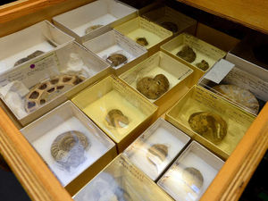 Supporting image for story: £250,000 Shropshire fossil project launched after grant