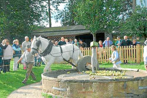 Supporting image for story: Shropshire's Great Days Out - Acton Scott Historic Working Farm