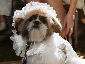 Supporting image for story: Peter Rhodes on marrying your dog, closing down food banks and the horror of bargains in Waitrose