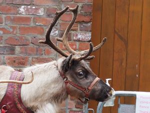 Supporting image for story: Animal welfare groups call for end to live reindeer displays at festive events