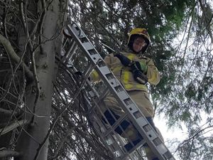 Supporting image for story: Cat rescued by Shropshire firefighters after three days up a tree