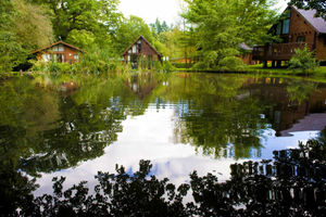 Supporting image for story: Time to kick back and relax in depths of forest