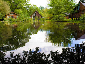 Supporting image for story: Time to kick back and relax in depths of forest