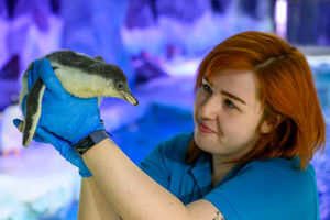 Flash the penguin chick a few days old at the National Sea Life Centre