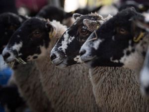 Supporting image for story