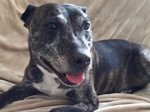 Supporting image for story: Taking the lead to raise funds for the Senior Staffy Club 