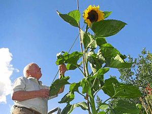 Supporting image for story: Shropshire grower's 13ft sunflower reaches for the sky