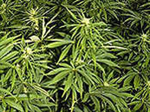 Supporting image for story: Police weed out cannabis factories