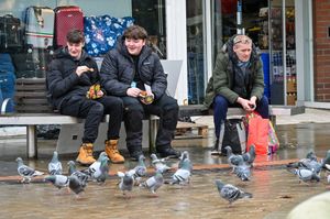Pigeons on the streets of Dudley, West Midlands. January 30, 2026. 