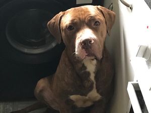 Supporting image for story: More dogs seized after man found dead in garden after suspected mauling