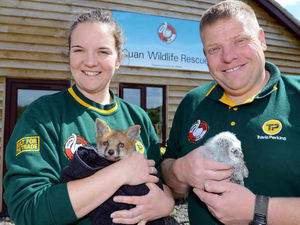 Supporting image for story: Pictures and video: Behind the scenes of amazing Shropshire wildlife rescue centre