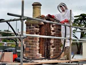 Supporting image for story: Tens of thousands of bees coaxed out of Bridgnorth chimney and into new home