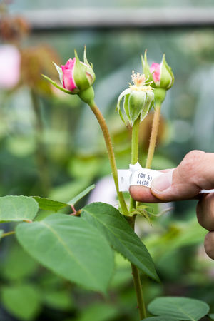 The breeding process at David Austin Roses
