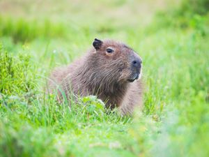 Supporting image for story: Live traps placed to recapture escaped capybara after sighting