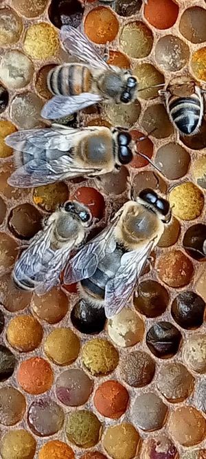 Close up of bees in a hive. Picture supplied by ShropCom