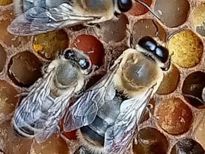 Supporting image for story: 'When a person loses part of their freedom, being outdoors can feel like a luxury' - How bees have become a part of prison life in Shropshire