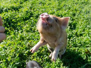 Supporting image for story: Pigs have been shown to possess ‘astonishingly’ good memories and highly developed learning skills