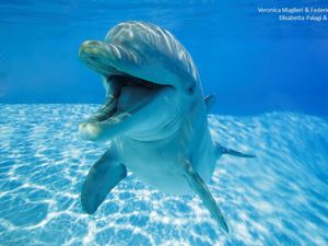 Supporting image for story: Dolphins ‘smile’ during play, scientists find
