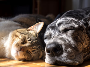 Supporting image for story: Never run out of pet essentials and save money with a new subscription deal