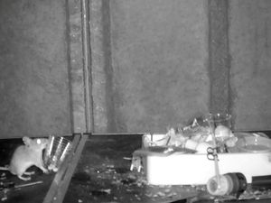 Supporting image for story: Watch: 'Tidy Mouse' adorably cleans man's shed after he was left baffled by displaced peanuts