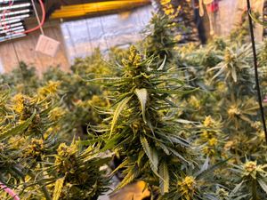 Supporting image for story: Trio charged after cannabis farm with more than 500 plants discovered in Shifnal