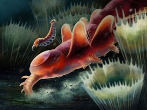 A reconstruction of the two new ‘opabiniid’ animals discovered last year, with Mieridduryn bonniae at the front and the smaller unnamed animal at the back. Image: Franz Anthony.
