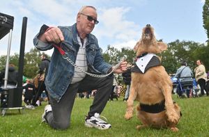 Dog show and Teddy Hart is suited and booted, in the ring alongside: Ian Wyke.