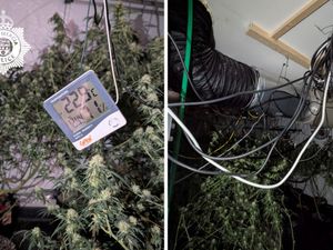 Supporting image for story: Cannabis farm worth £100,000 discovered in Telford raid - man charged