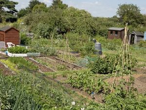 Supporting image for story: Vacancies at Rhayader allotment for those wanting to test their green fingers
